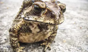 Czym żywi się ropucha szara? Zaskakujące fakty o jej diecie