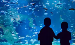 Największe oceanarium na świecie – zaskakujące fakty i porównania
