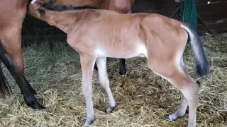 Nowy źrebak pije mleko od matki. To piękny widok odbierania porodów koni.