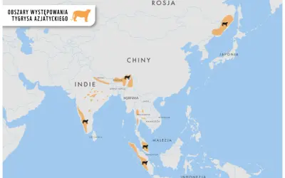 Mapa pokazuje, gdzie żyją tygrysy azjatyckie: Indie, Nepal, Bhutan, Rosja, Chiny, Tajlandia, Malezja i Indonezja.