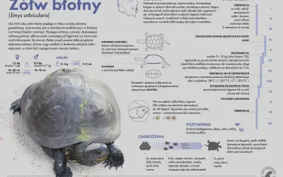 Żółw błotny żyje kilkadziesiąt lat. Informacje o jego cyklu rocznym, siedlisku i zagrożeniach.