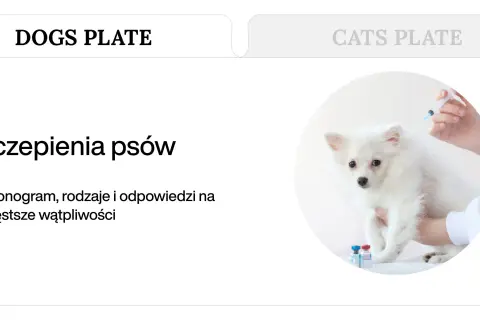 Szczepienia szczeniaka: weterynarz podaje zastrzyk białemu, puszystemu psu. Obok stoją fiolki z lekami.