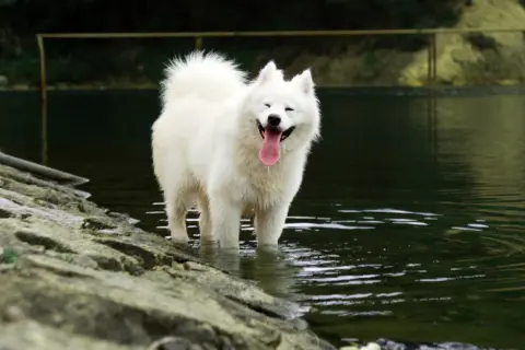 Uśmiechnięty samoyed, którego radosny **samoyed charakter** widać w jego szerokim uśmiechu, stoi w wodzie.