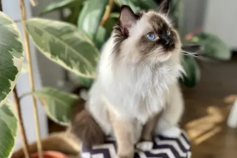 Piękny kot rasy Ragdoll z niebieskimi oczami siedzi obok rośliny. Zastanawiasz się, ile kosztuje Ragdoll?