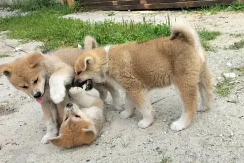Trzy szczenięta rasy akita inu bawią się na piasku. Zastanawiasz się nad akita inu cena?