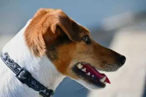 Portret wesołego jack russell teriera tricolor z otwartym pyskiem i błyszczącymi oczami.