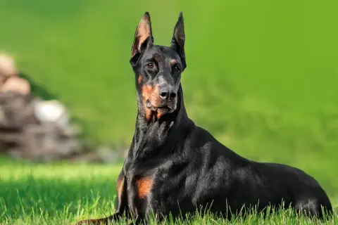 Czarny doberman leży na trawie, jego czujny wzrok i postawa odzwierciedlają jego charakter.