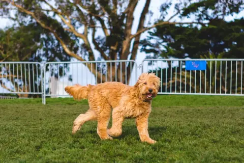 Puszysty, rudy piesek rasy poodle doodle biega po zielonej trawie.