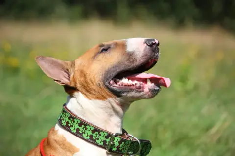 Bull terrier, pies o charakterystycznym wyglądzie, z językiem na wierzchu, w zielonej obroży.