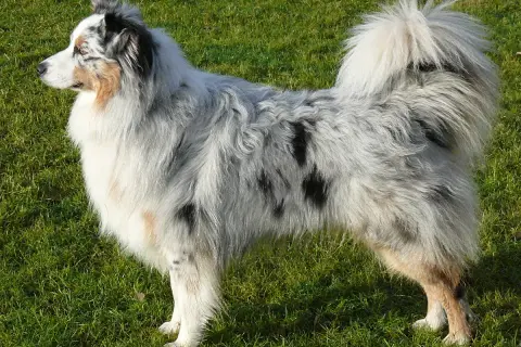 Piękny australijski pies pasterski w kolorze blue merle stoi na zielonej trawie, z puszystym ogonem i charakterystycznym umaszczeniem.