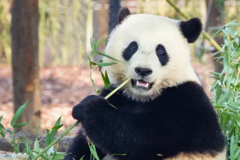 Panda zajada świeży bambus, swój ulubiony przysmak. Wesoło chrupie zielone pędy, otoczona gęstą roślinnością.