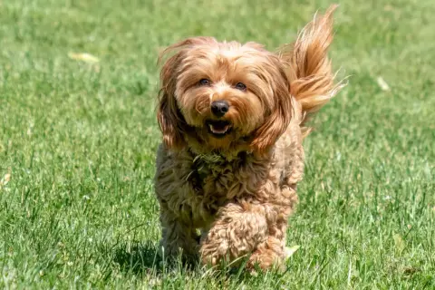 Wesoły cavapoo dorosły biegnie po zielonej trawie, machając puszystym ogonem.
