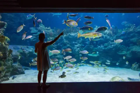Dziewczynka zachwyca się podwodnym światem w oceanarium nad morzem, wskazując palcem na ławicę ryb.