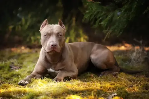 Potężny, brązowy pitbull miniaturka leży na trawie pod drzewem.