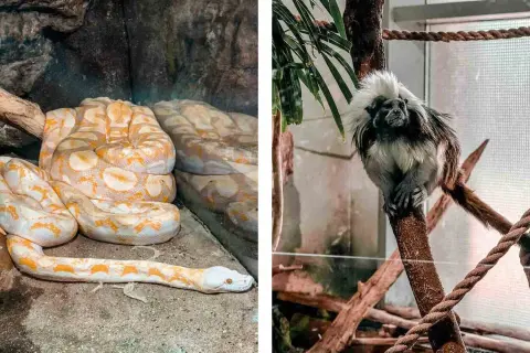 Oceanarium węgry - najlepsze atrakcje i tajemnice w Budapeszcie