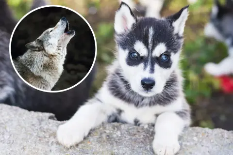 Mały husky, przyszły wilk, patrzy z zaciekawieniem. Obok wilk wyjący do księżyca.
