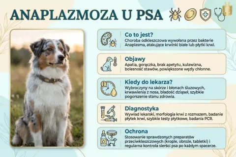 Anaplazmoza u psa: objawy, kiedy do weterynarza, diagnostyka i ochrona. Zdjęcie przedstawia psa rasy Australian Shepherd.