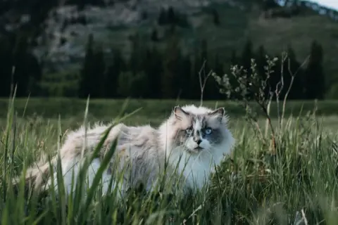 Puszysty kot z niebieskimi oczami w trawie. Czy ma 7 czy 9 żyć? To powiedzenie zna każdy.