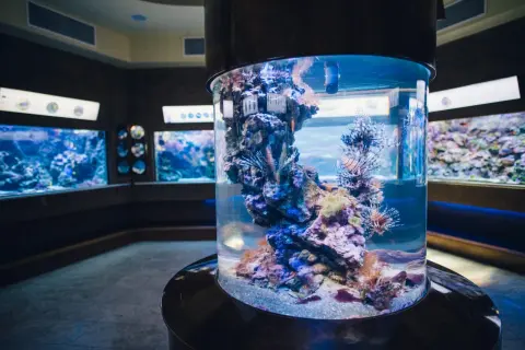Kolorowe ryby w akwarium, idealne miejsce na zakup biletów do oceanarium.