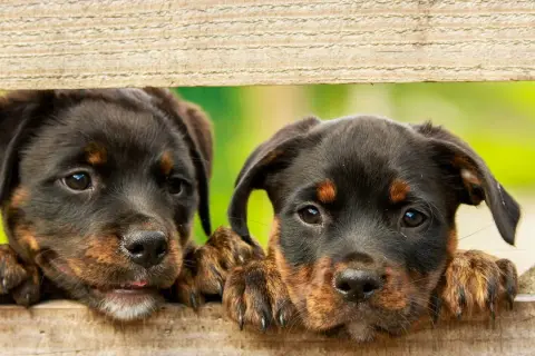 Dwa szczenięta rottweilera zaglądają przez drewniane deski. Szukasz imiona dla psa samca?