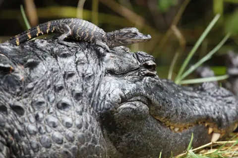 Jak rozmnażają się gady? Zaskakujące metody i zachowania reprodukcyjne