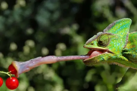 Zielony kameleon wyciąga długi, lepki język, by złapać czerwone jagody. Tak właśnie działa ten niezwykły gad, co je kameleon.