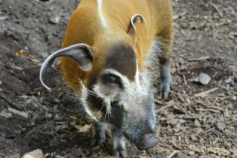 Czym żywi się świnia? Poznaj sekrety diety świń w naturze i hodowli