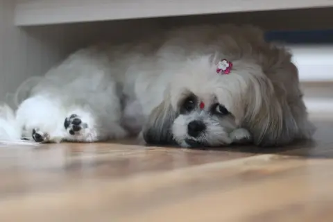 Uroczy shih tzu z kwiatkiem we włosach, leżący na podłodze. Zastanawiasz się, ile kosztuje shih tzu?