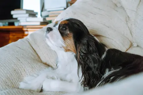 Spokojny pies do mieszkania, Cavalier King Charles Spaniel, leży na kanapie, zamyślony.