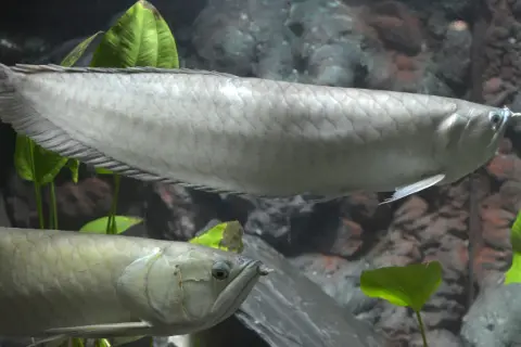 Dwa srebrzyste arowany pływają w akwarium w Oceanarium Toruń.
