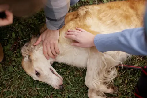 Dwie osoby próbują uspokoić psa, który leży na trawie. Widać jego głowę i część ciała, a także ręce ludzi. Może to być reakcja na drgawki u psa.