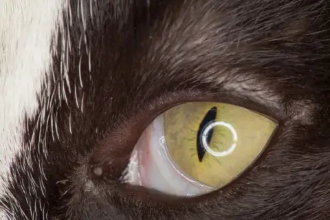 Zbliżenie na oko kota, widoczna żółta tęczówka z pionową źrenicą i błona migawkowa, czyli trzecia powieka.