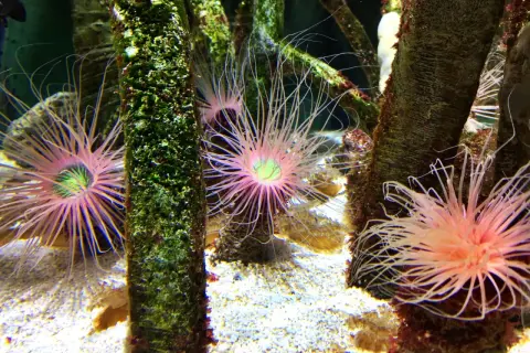 Oceanarium w Czechach: Fascynujące atrakcje i niezapomniane wrażenia