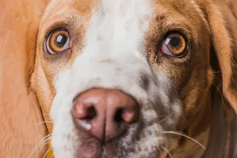 Zbliżenie na pysk psa rasy beagle. Widać jego brązowe oczy, jedno z nich jest lekko zaczerwienione, co może sugerować czerwone oko u psa.