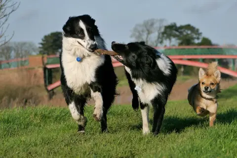 Dwa border collie walczą o patyk, a mały piesek biegnie obok. Może to właśnie ten najdłużej żyjący pies?