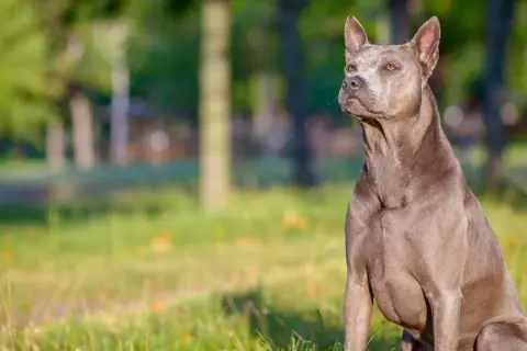 Szlachetny pies rasy thai ridgeback, siedzący na trawie. Zastanawiasz się nad thai ridgeback cena?