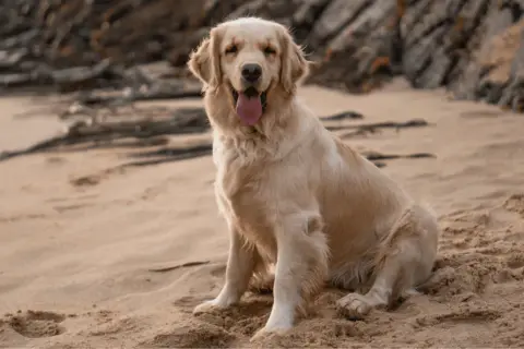 Szczęśliwy golden retriever o złotym futrze siedzi na piaszczystej plaży, ciesząc się ciepłem. Jego piękne, złote kolory idealnie komponują się z otoczeniem.