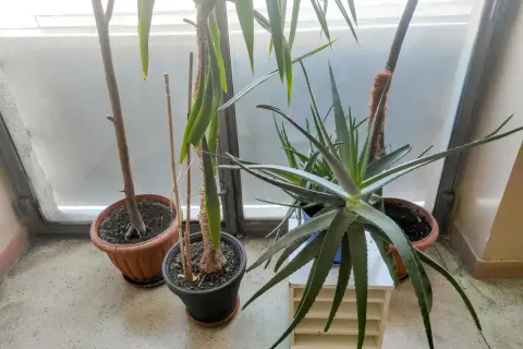 Rośliny doniczkowe, w tym aloes, stoją przy oknie. Czy aloes jest trujący dla kota? Nie, aloes jest bezpieczny dla kotów, choć może powodować lekkie problemy żołądkowe.