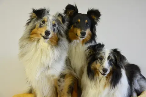 Trzy urocze psy rasy szkocki pies, w tym jeden w umaszczeniu blue merle, siedzą obok siebie, prezentując swoje piękne, długie futro.