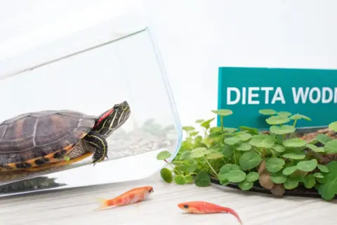 Żółw wodno-lądowy w akwarium, obok roślin i dwóch małych rybek. Tabliczka "DIETA WODNA" sugeruje, co jedzą żółwie wodno lądowe.