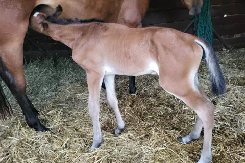 Nowy źrebak pije mleko od matki. To piękny widok odbierania porodów koni.