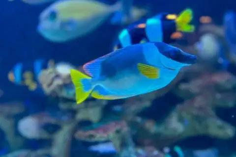 Nowe oceanarium w Kołobrzegu: co warto wiedzieć o tej atrakcji?