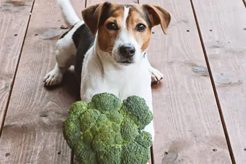 Jack Russell terrier z zaciekawieniem patrzy na brokuły. Czy pies może jeść brokuły? Ten psiak wydaje się być gotowy do próby!