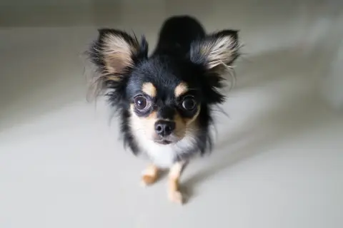 Uroczy chihuahua z wielkimi oczami, czeka na swojego właściciela. Sprawdź chihuahua cena!