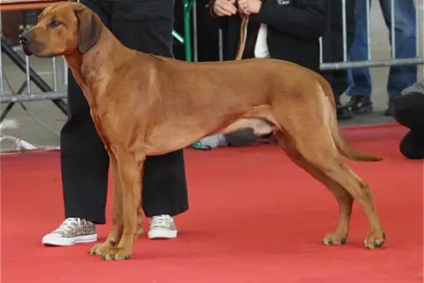 Rhodesian Ridgeback, znany jako pies na lwy, prezentuje się dumnie na czerwonym dywanie.