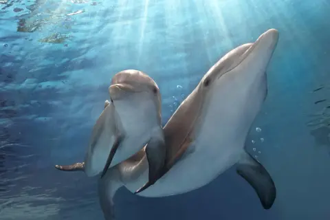 Jak rozmnażają się delfiny? Odkryj tajemnice ich życia intymnego