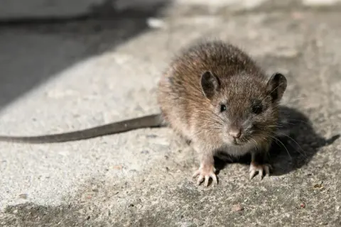 Mały, brązowy gryzoń z długim ogonem. Tak wygląda szczur, który wyszedł na spacer.