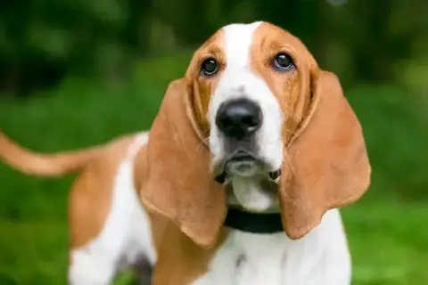 Basset hound, jedna z ras psów myśliwskich, z długimi uszami i smutnym spojrzeniem, na tle zieleni.