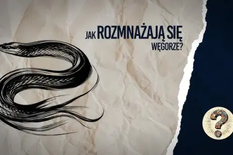 Jak rozmnażają się węgorze? Tajemnice ich niezwykłego cyklu życia