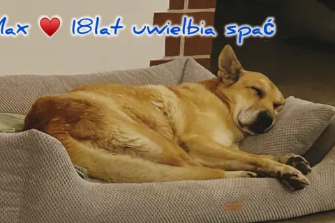 Max, 18-latek, śpi głęboko. Czy psy mają sny? Max na pewno odpoczywa, marząc o psich przygodach.